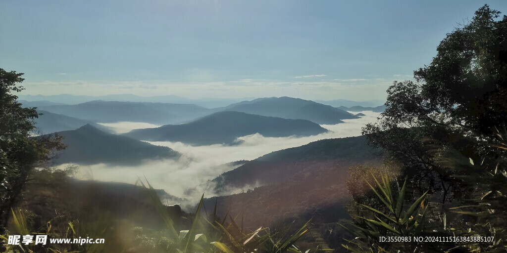 云南 茶山  云雾 大树茶