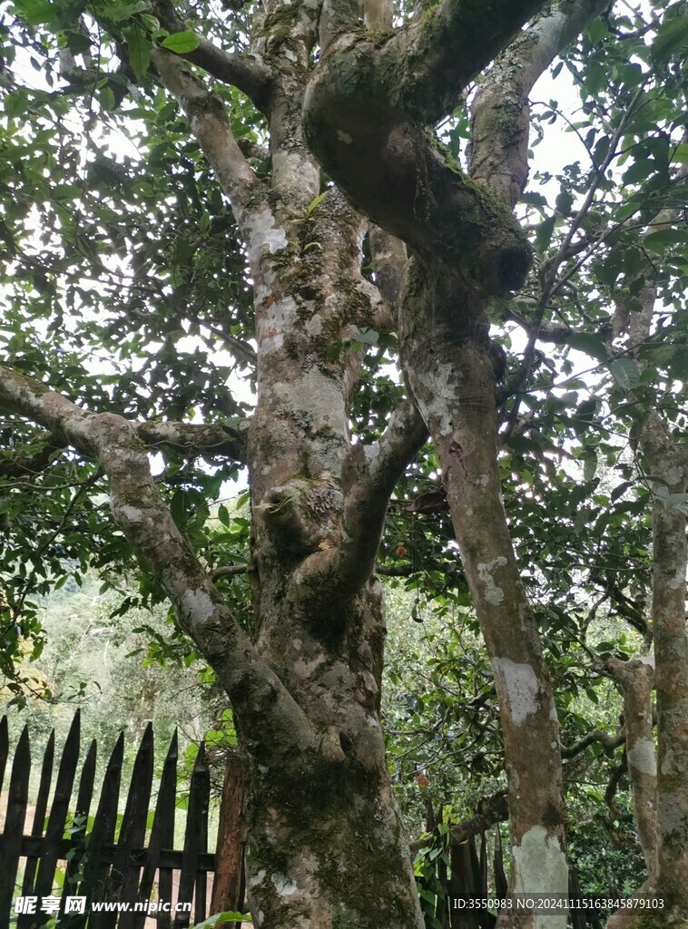 云南 茶山 茶叶 大树茶 