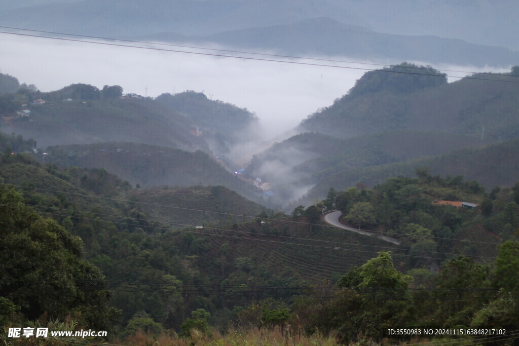 云南 茶山 云雾 大树茶