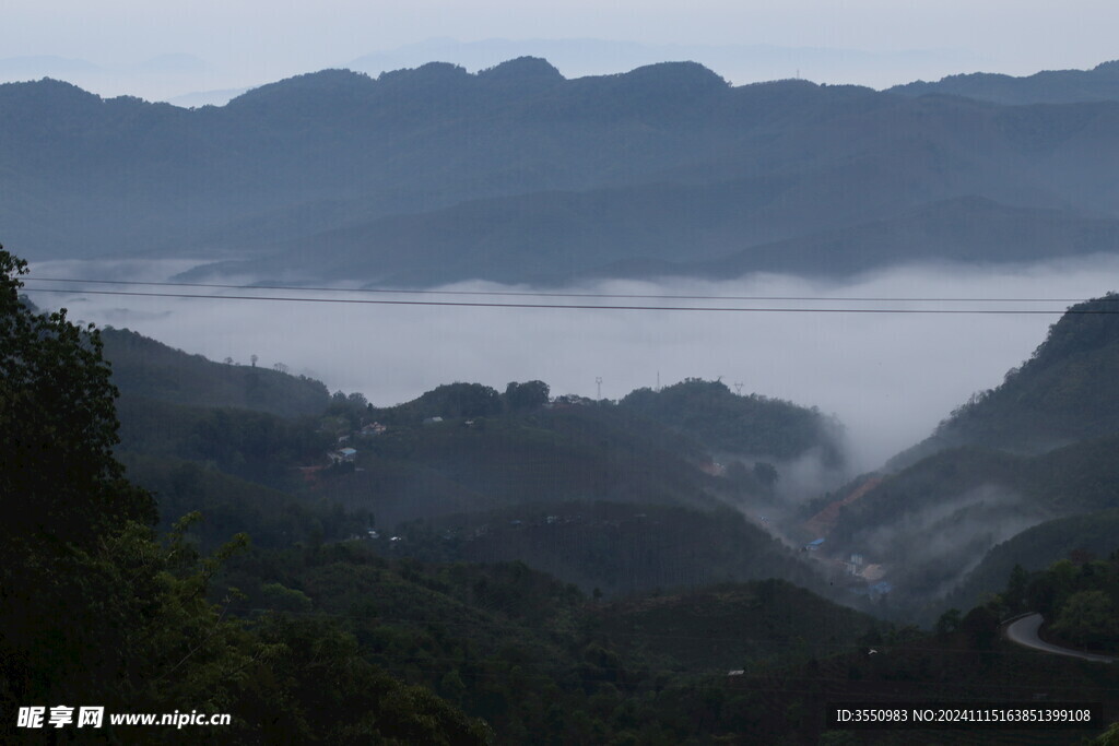 茶山 茶叶 大树茶 云雾