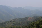 茶山 茶叶 大树茶 风景