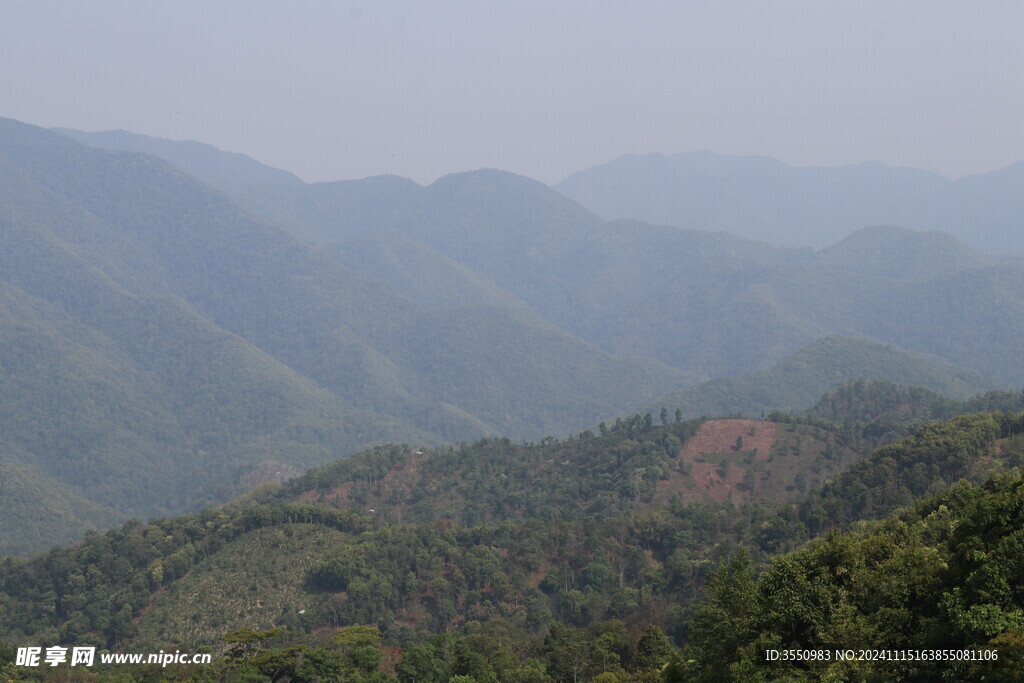 茶山 茶叶 大树茶 风景