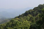 茶山 茶叶 大树茶 风景