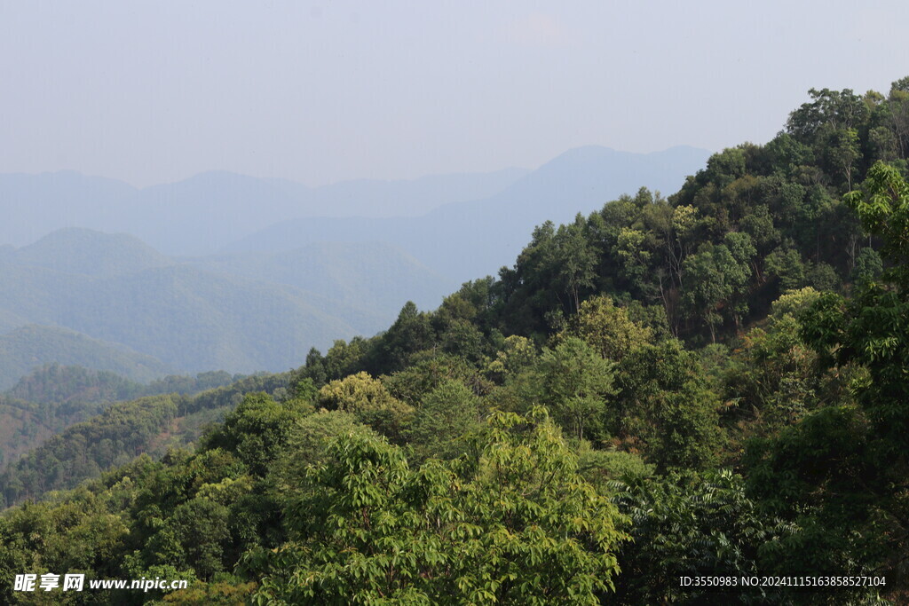 茶山 茶叶 大树茶 风景