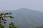 茶山 茶叶 大树茶 自然 风景