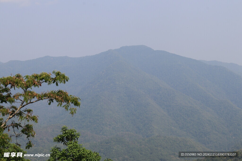 茶山 茶叶 大树茶 自然 风景