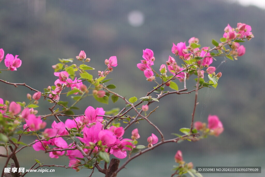 紫色茶朵 自然  风景