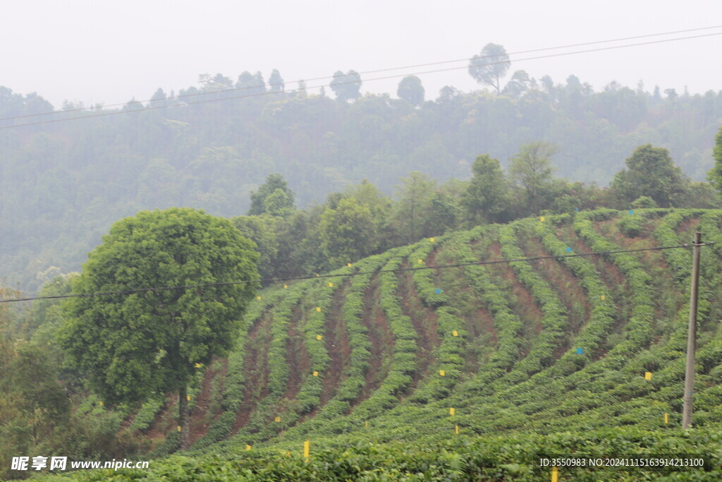 茶山 茶叶 大树茶 风景