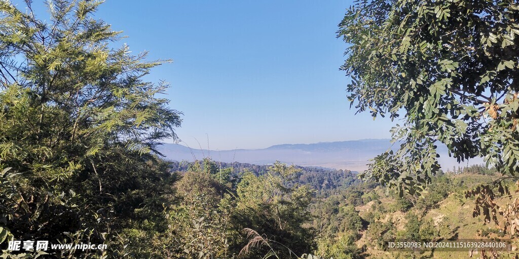 茶山 茶叶 大树茶 风景