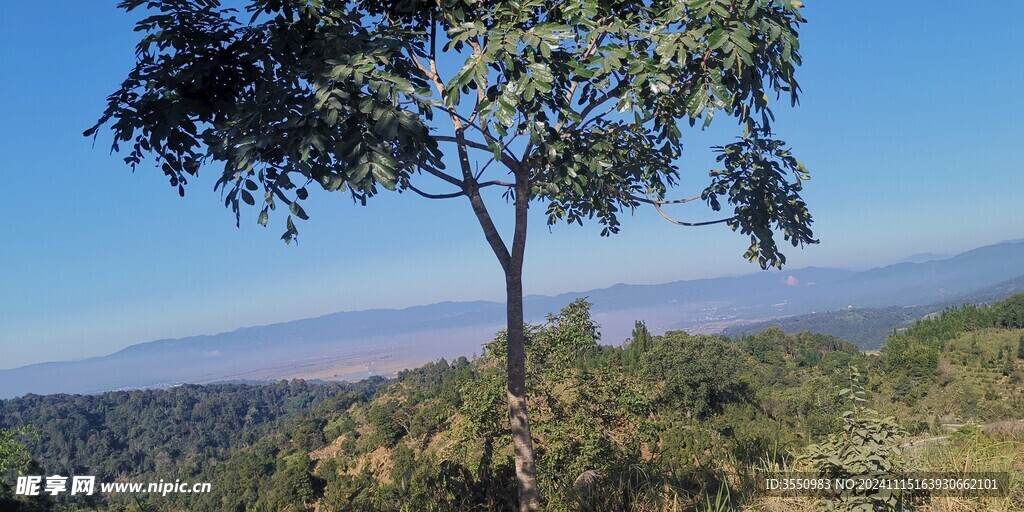 茶山 茶叶 大树茶 风景