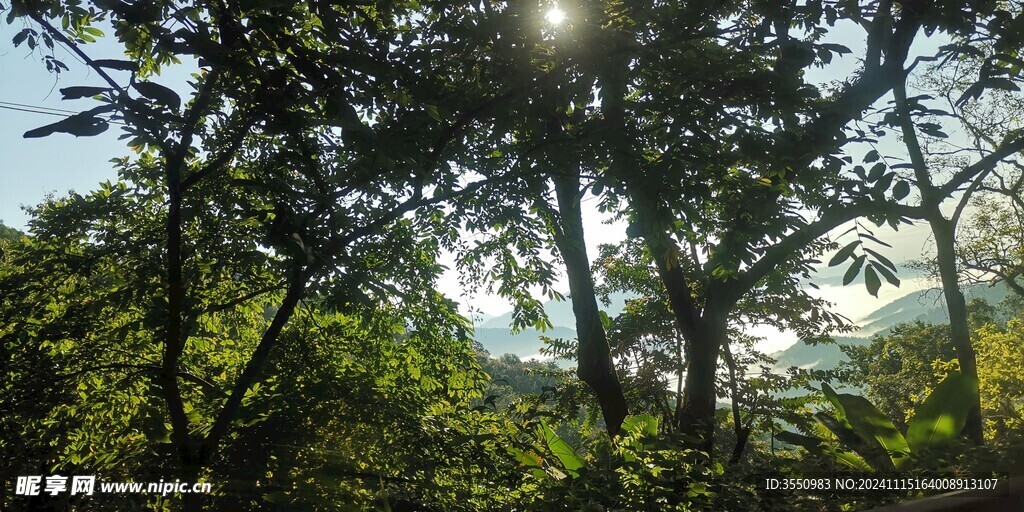 茶树 茶山