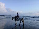 大海 沙滩 海浪 骑马