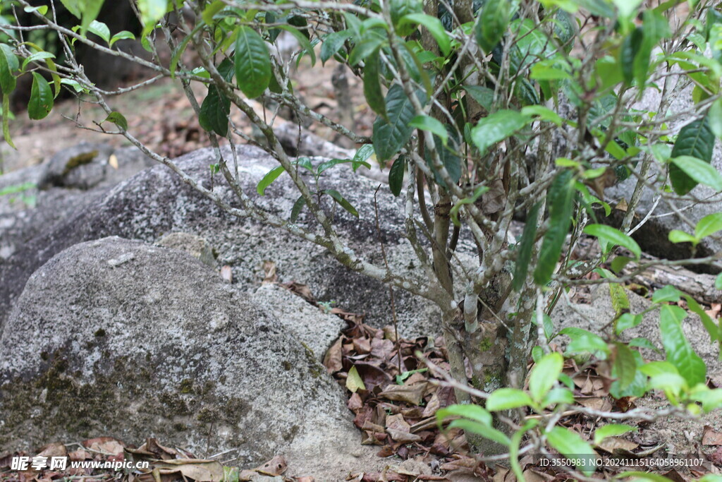 茶树 茶山 茶叶 风景 