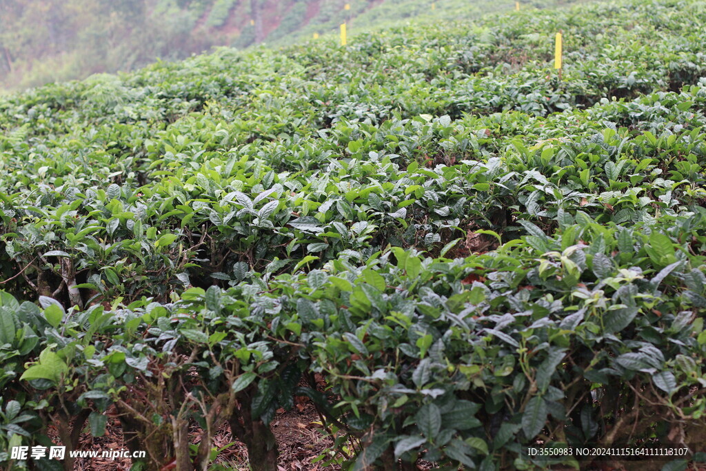 茶树茶叶 