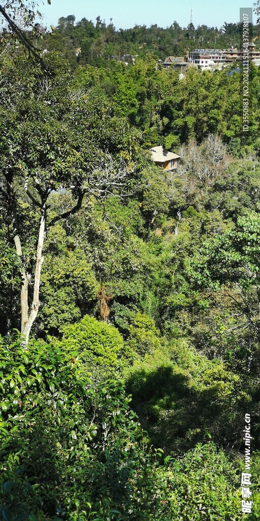 茶山 小屋 风景 