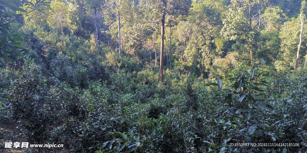 自然  风景 绿树