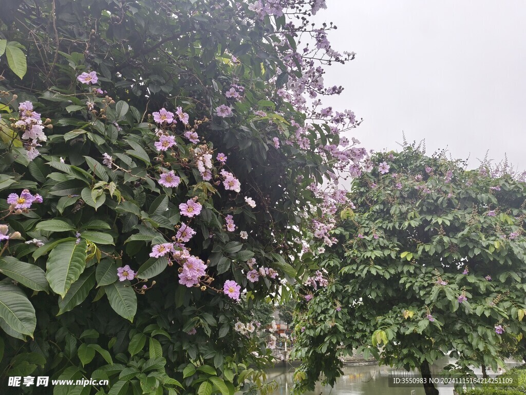 花朵 风景 绿树 春游