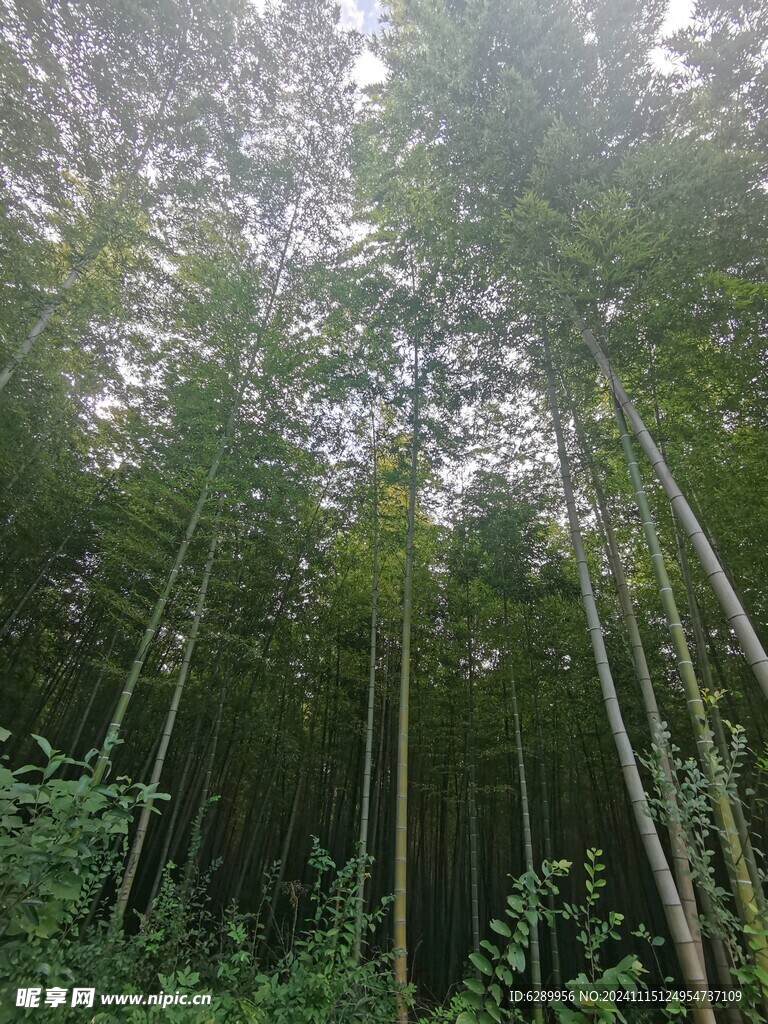 竹林