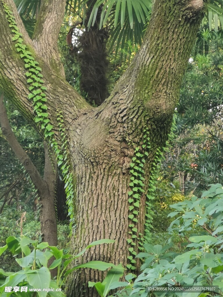 Y型树干