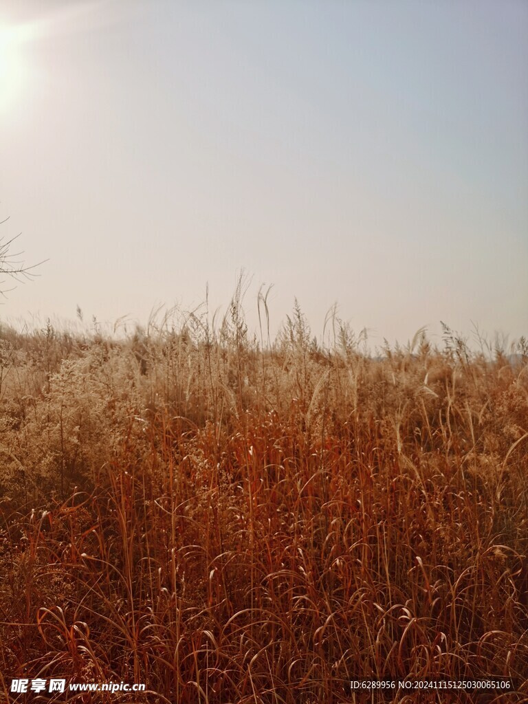 山间的野草