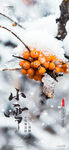 小雪