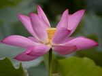 莲花