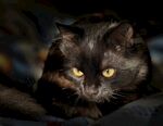 猫