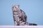 猫图片