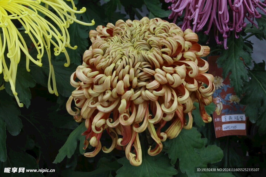 菊花 