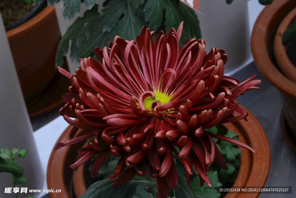 菊花 