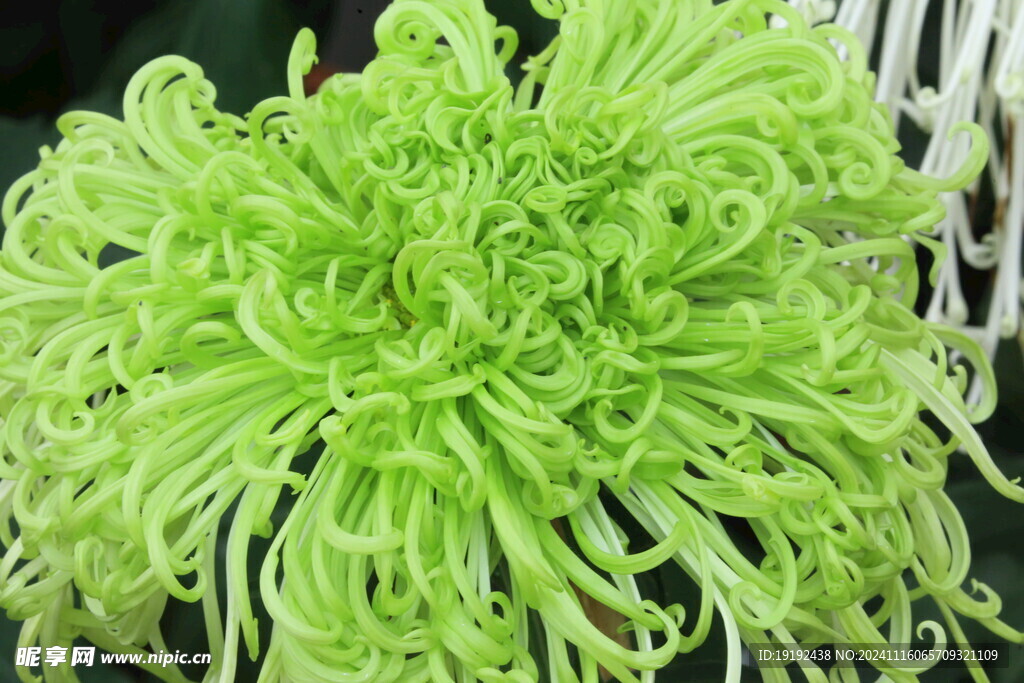 菊花  