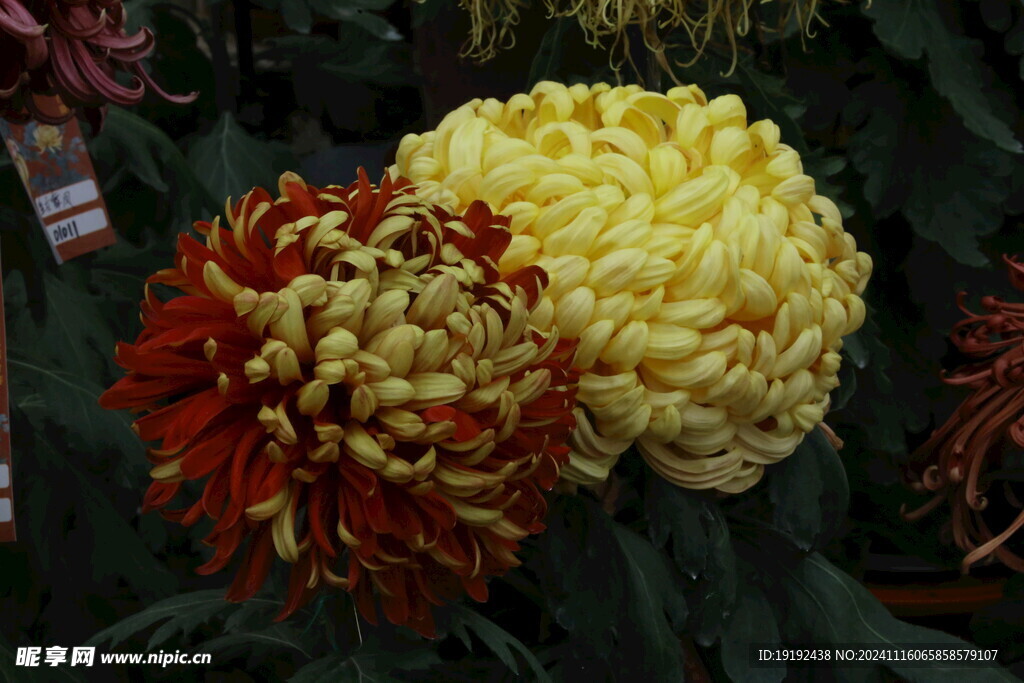 菊花 