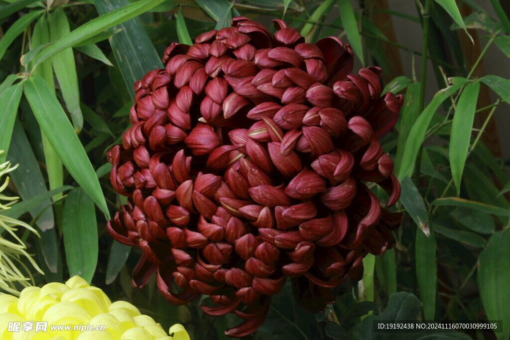 菊花 