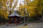 公园风景  