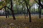 公园风景  