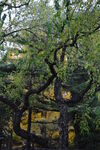 树枝树杈  