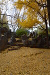 公园风景 