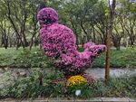 菊花展
