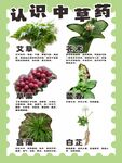 认识中草药 