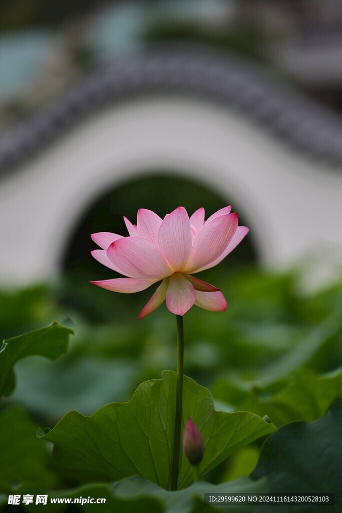 荷塘  