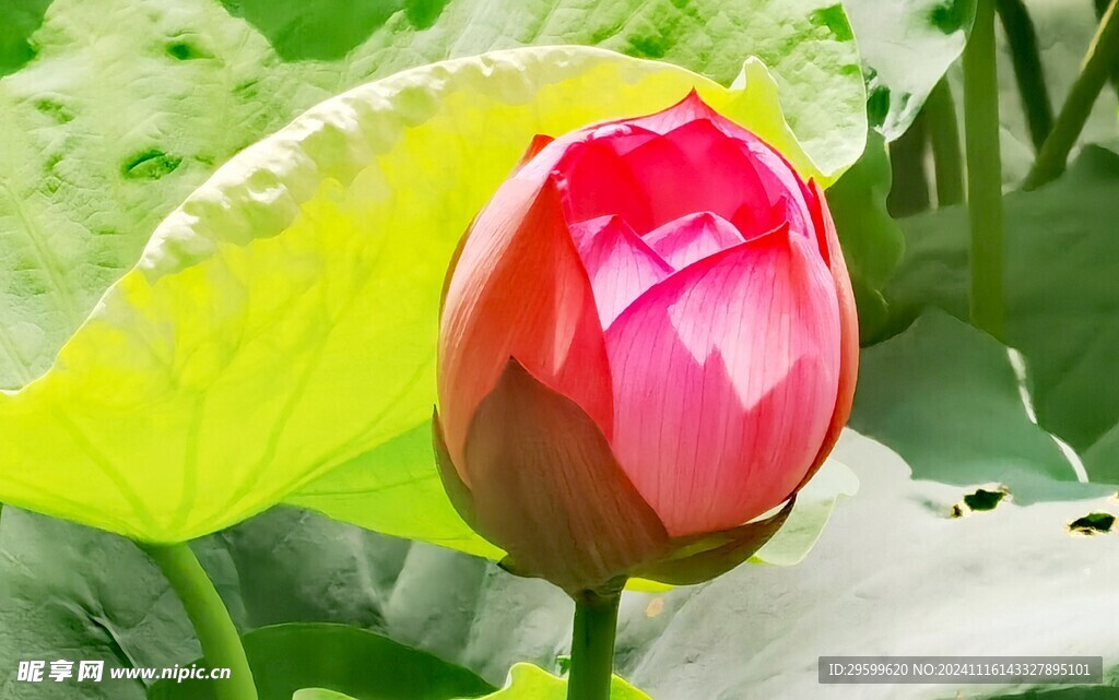  荷花  