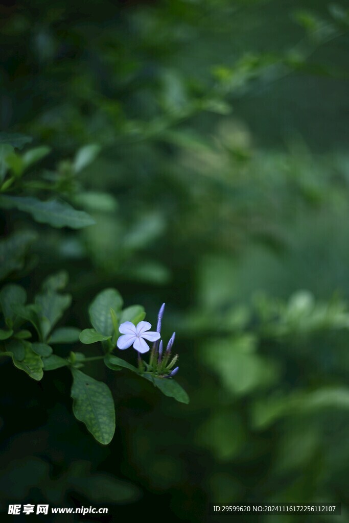 蓝花丹   