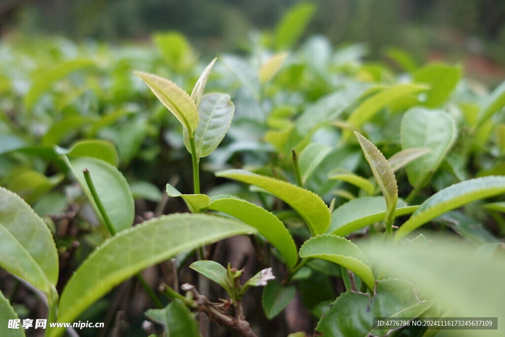 山间茶叶