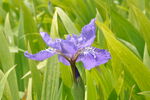 蝴蝶花