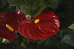 花烛