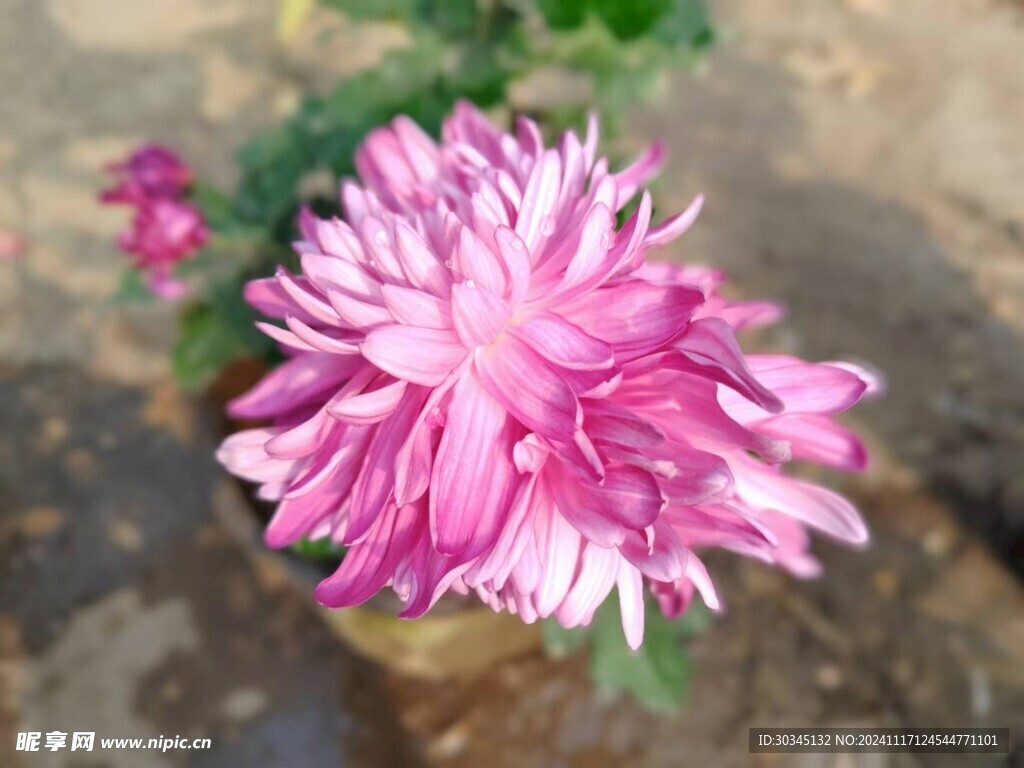 菊花