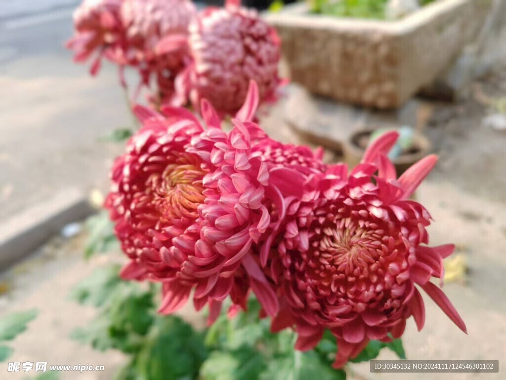 菊花