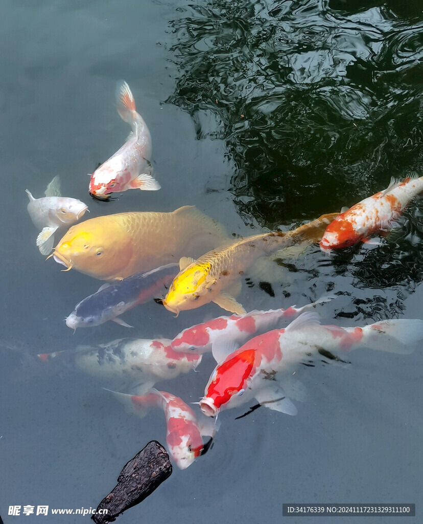 鲤鱼