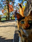 九华山流浪猫猫野猫小动物