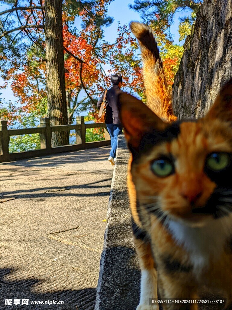 九华山流浪猫猫野猫小动物